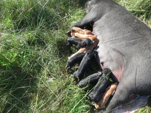 pigs 4 with babies