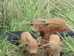 pigs 5  with babies
