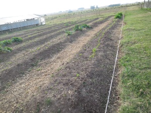 garden plot 3