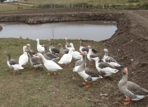 fowl geese blurb
