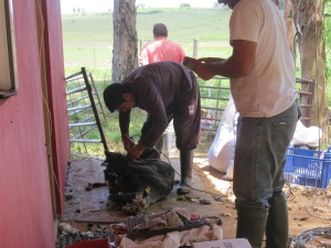 sheep shearing 3