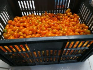 tomatoes 3