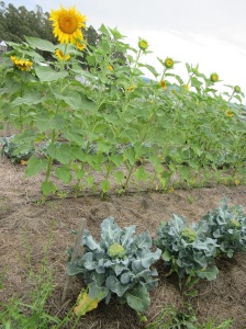 sunflower-plot